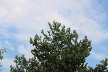 a pine tree against a blue sky,