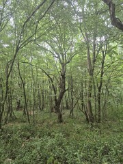 Fototapeta premium trees in the woods