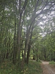 path in the forest