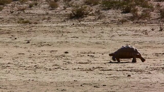 Leopard tortoise in Kgalagadi transfrontier park, South Africa ; Specie Stigmochelys pardalis family of Testudinidae