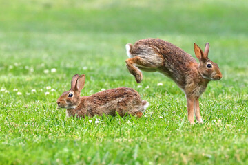 Bunnies cottontail rabbits hopping in grassy field. 