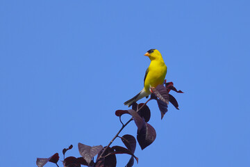 Gold finch yellow bird perched on purple leaves of plum tree against blue sky. 