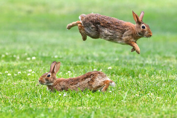 Bunnies cottontail rabbits hopping in grassy field. 