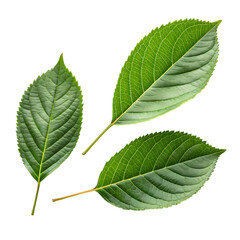 Fototapeta premium Three Green Leaves: Botany, Nature Photography, Leaf Texture, Plant Detail