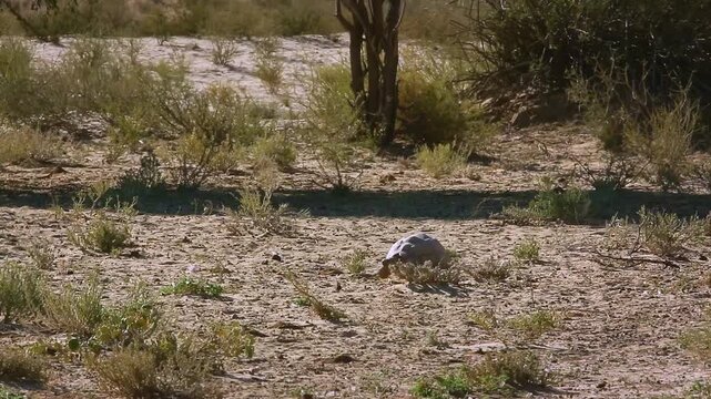 Leopard tortoise in Kgalagadi transfrontier park, South Africa ; Specie Stigmochelys pardalis family of Testudinidae