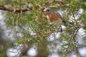 Male bluebird eating cedar blue berries. 