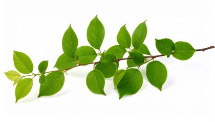 A fresh green branch with multiple oval leaves on a thin stem isolated on a white background.