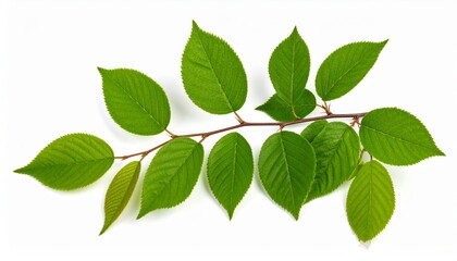 Fototapeta premium A branch with multiple bright green leaves arranged alternately on a thin stem, showcasing natural texture and veins on a white background.