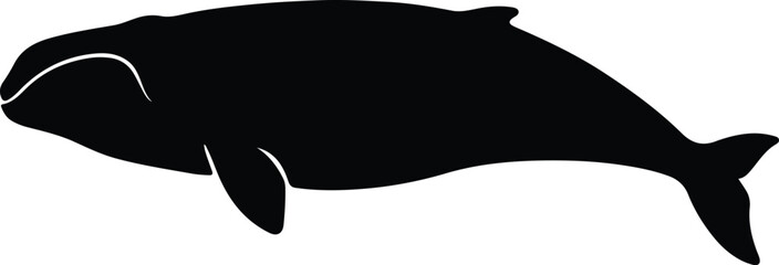 Silhouette bowhead whale swimming in ocean vector illustrator © Golshan Ara Monny