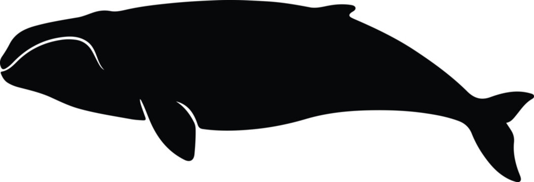 Silhouette bowhead whale swimming in ocean vector illustrator
