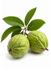 Obraz premium Two cherimoya fruits on a branch with green leaves, isolated on a white background.