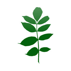 Green Leaf Vector