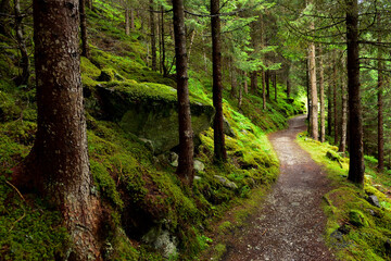 Forest trail