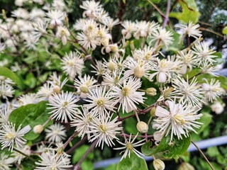 A beautiful cluster of white, star-shaped flowers of Old Man's Beard (Clematis vitalba), a climbing vine common in the Czech Republic, blooms brightly.