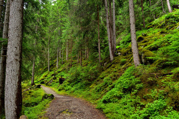 Obraz premium Forest trail