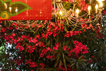 Beautiful floral decor. Red flowers as a wall.