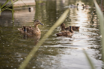 Ducks swiming in pond in a park