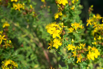 Hypericum perforatum, St. John's wort yellow flowers closeup selective focus