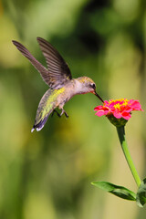 Ruby throated hummingbird pollenating on colorful summer flowers. 