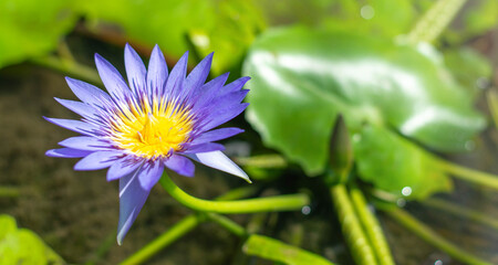 Nature’s elegance is reflected in this vibrant lotus flower blooming in a serene pond. Deeply rooted in Buddhist tradition, water lily symbolizes purity, enlightenment, and spiritual awakening.