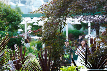 Beautiful green decor from plants on the streets of the city. Nature.