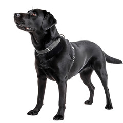 Fototapeta premium Black Labrador Retriever: A Majestic Canine Portrait