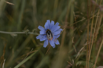 Closeup of a bumblebee pollinate a blue flower with the name chicory