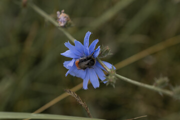 Closeup of a bumblebee pollinate a blue flower with the name chicory