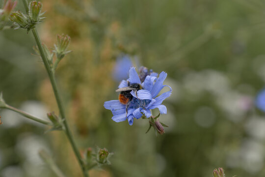 Closeup of a bumblebee pollinate a blue flower with the name chicory