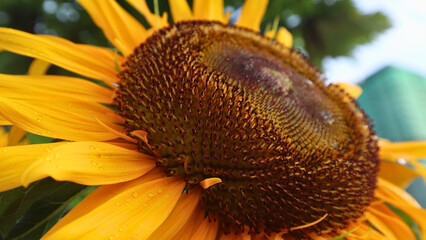 Sunflower with Dew-kissed petals