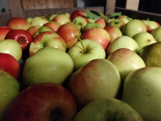 Lots of appels on a tray