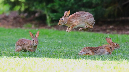 Bunnies cottontail rabbits playing in grassy field. 