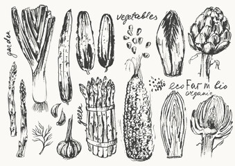 Hand drawn ink vegetable sketches set with leek, corn, cucumber, endive, artichoke, asparagus, garlic. Food drawings for labels and packaging.