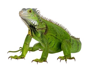 Obraz premium Green Iguana in Profile