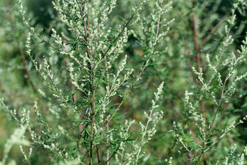 common mugwort,
Artemisia vulgaris flowers and leaves closeup selective focus
