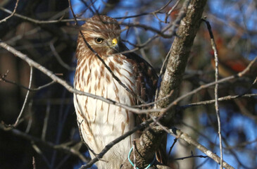 Cooper hawk perched looking for prey. 
