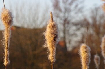 The seed head of a cat tail in golden hour sun
