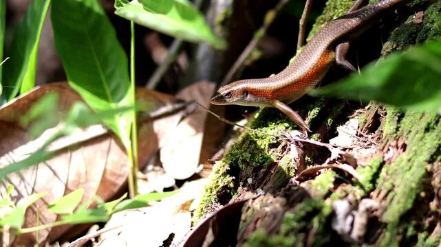 Scaly Golden Brown Lizard &ndash; Common Sun Skink (Many-lined Sun Skinks) (Eutropis multifasciata) on the ground, amidst the fallen leaves on the forest floor. Note the shiny scales and long tail.