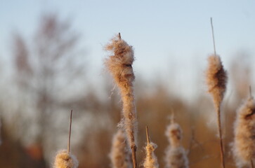 The seed head of a cat tail in golden hour sun