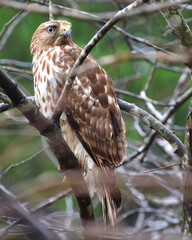 Cooper hawk perched looking for prey. 