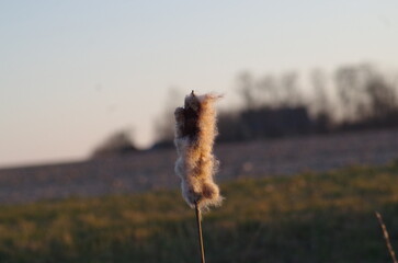 The seed head of a cat tail in golden hour sun
