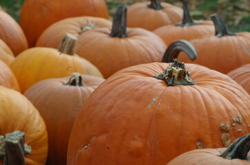 A lot of halloween pumpkins