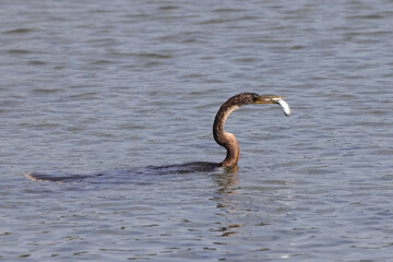 Anhinga with fish in beak swimming in water. 
