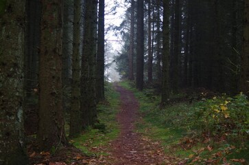 Mystical path in a pine forest leading into mystery in fog