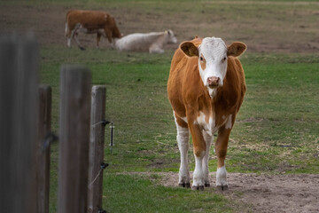 Cows on a farm and one of them staring right at you along the fence