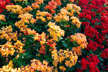 Beautiful fresh yellow and red begonia flower in the garden.