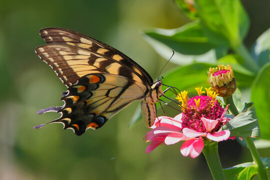 Moth and butterfly on colorful flowers. 