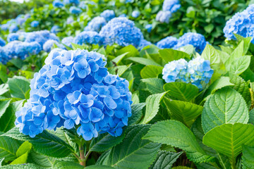 Obraz premium Natural Landscape view of purple Hydrangea flower (Hydrangea macrophylla) in garden.