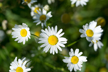wild chamomile, 
Matricaria chamomilla meadow flowers closeup selective focus