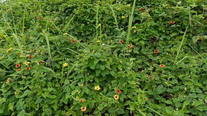 Variety of colors color of Black eyed Susan Vine flower. Flowers with climbing stems. They are...
